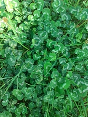 Trifolium repens