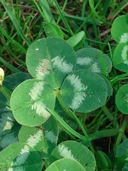 Trifolium repens