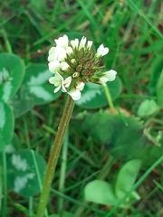 Trifolium repens