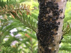 Dolichoderus taschenbergi