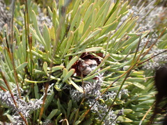 Protea montana