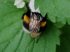 Bombus terrestris