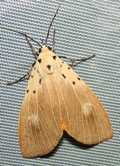 Asota iodamia