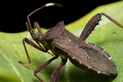 Acanthocephalini