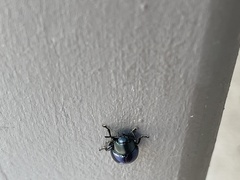 Leptinotarsa haldemani