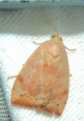 Detounda leptoplasta