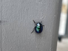 Leptinotarsa haldemani