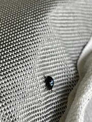 Leptinotarsa haldemani