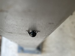 Leptinotarsa haldemani