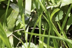 Arigomphus submedianus