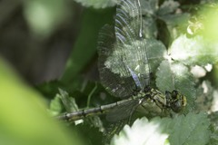 Arigomphus submedianus