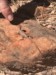 Diporiphora