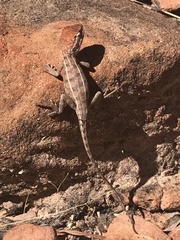 Diporiphora