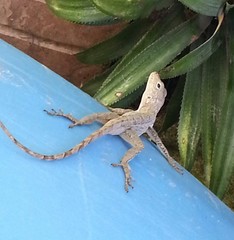 Anolis cristatellus cristatellus