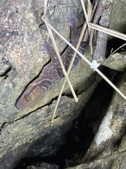 Hemidactylus coalescens