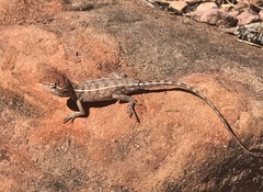 Diporiphora