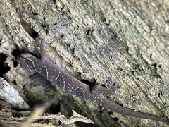 Hemidactylus coalescens