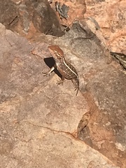 Diporiphora