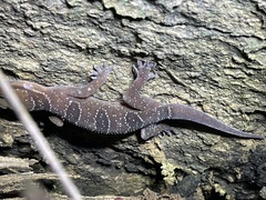 Hemidactylus coalescens