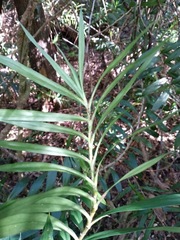 Freycinetia scandens