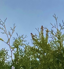 Carduelis carduelis