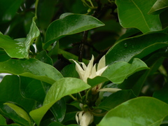 Magnolia champaca