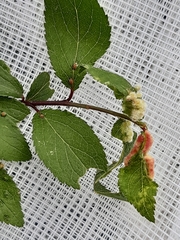 Eriophyes prunispinosae