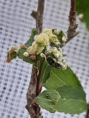 Eriophyes prunispinosae