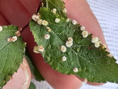 Eriophyes prunispinosae