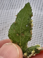 Eriophyes prunispinosae