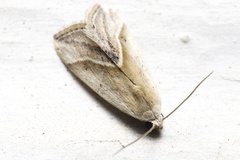 Micrathetis dasarada
