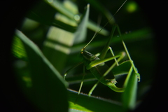 Odontura macphersoni