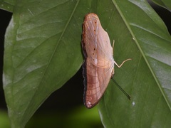 Cirrochroa emalea