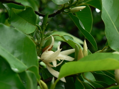 Magnolia champaca
