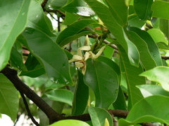 Magnolia champaca