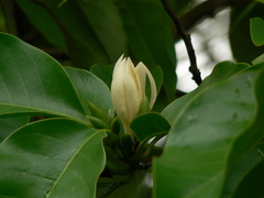 Magnolia champaca
