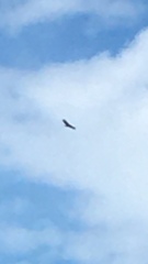 Haliaeetus albicilla