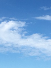 Haliaeetus albicilla