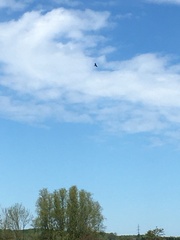 Haliaeetus albicilla