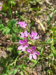 Erodium cicutarium
