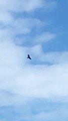 Haliaeetus albicilla