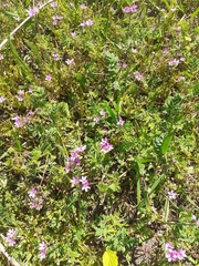 Erodium cicutarium