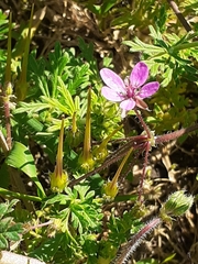 Erodium cicutarium