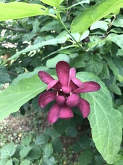 Calycanthus