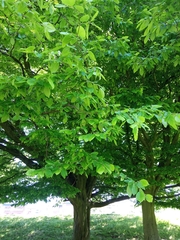 Carpinus betulus