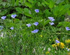 Linum julicum