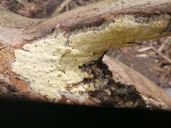 Rigidoporus corticola