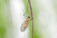 Abaetetuba