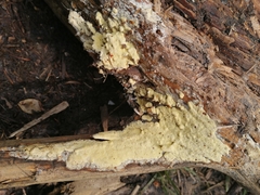 Rigidoporus corticola