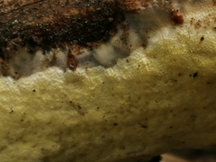Rigidoporus corticola